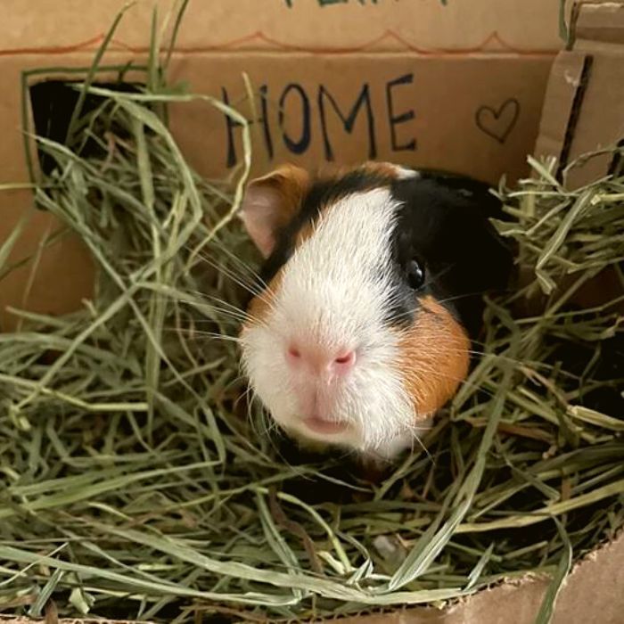 Nutritional Tips For Young Bunnies, Chinchillas, Guinea Pigs, Ferrets & Other Small Animals