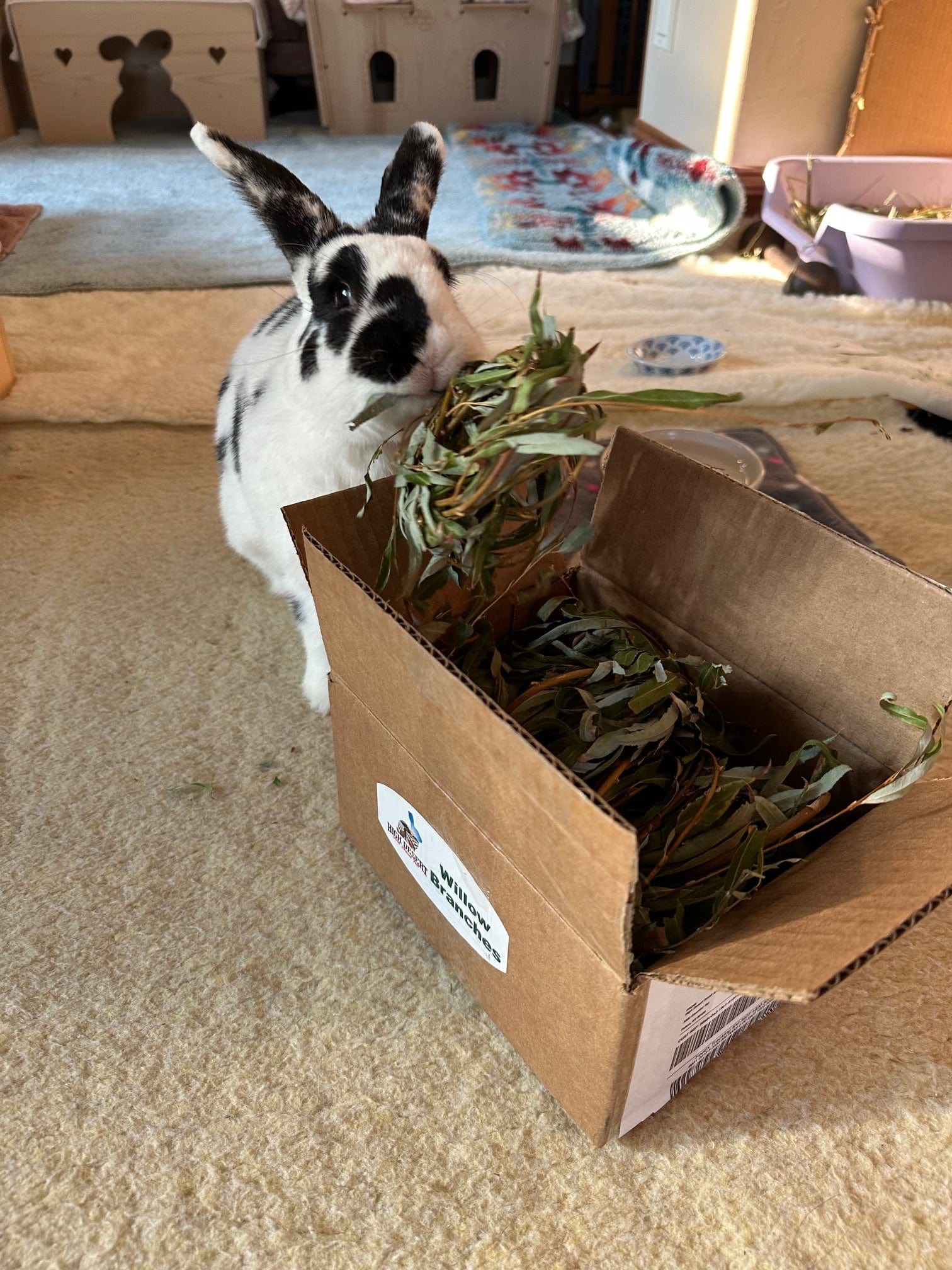 Black and white rabbit eating leaves from a cardboard box.