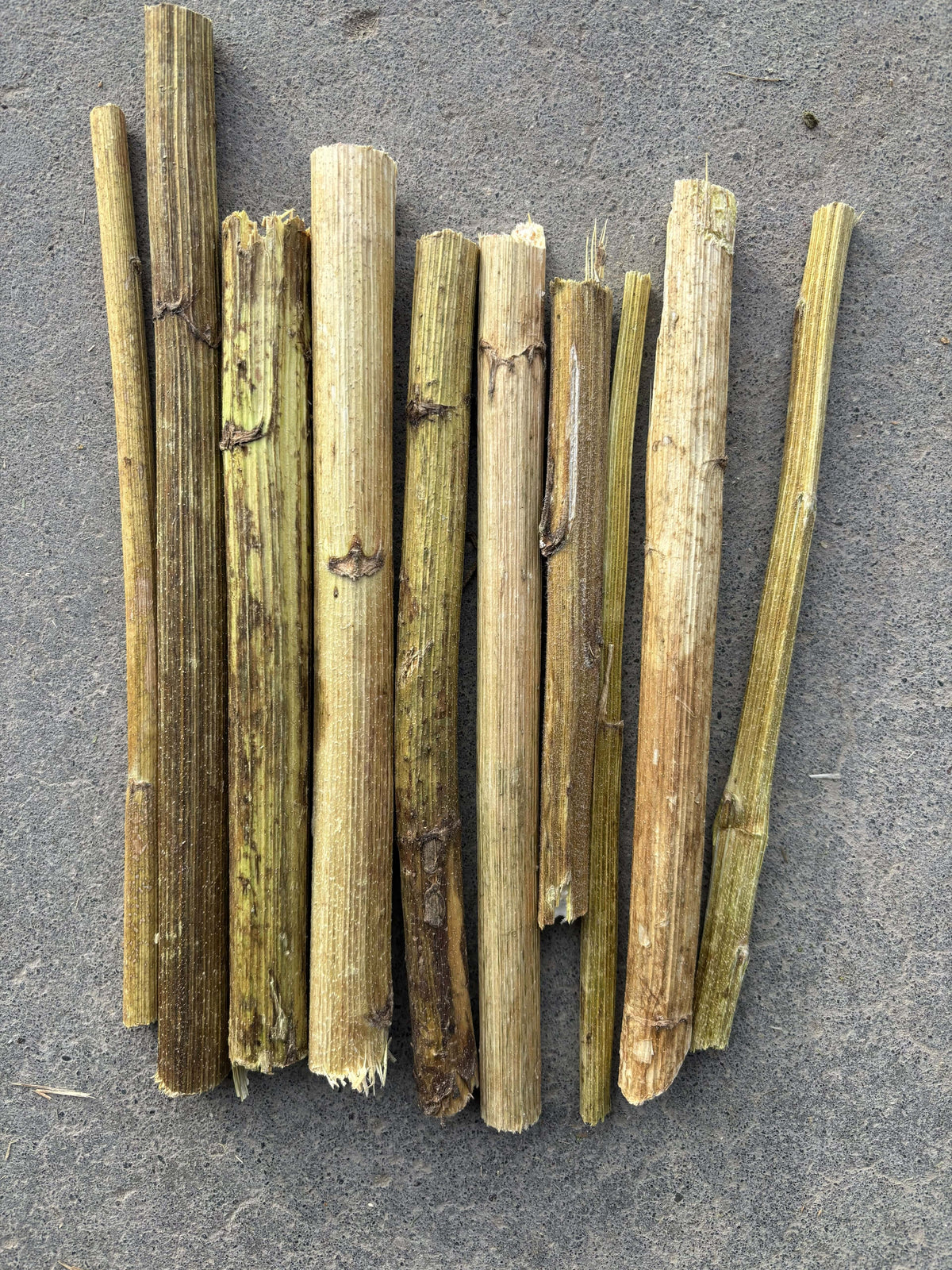 High Desert Dried Sunflower Stalks for Rabbits, Guinea Pigs & Small Pets