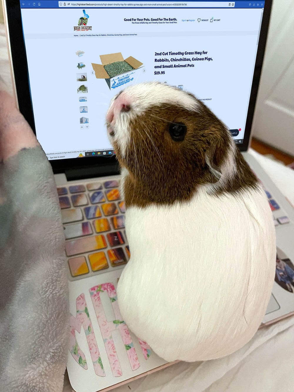Guinea pig on laptop looking at pet supply website