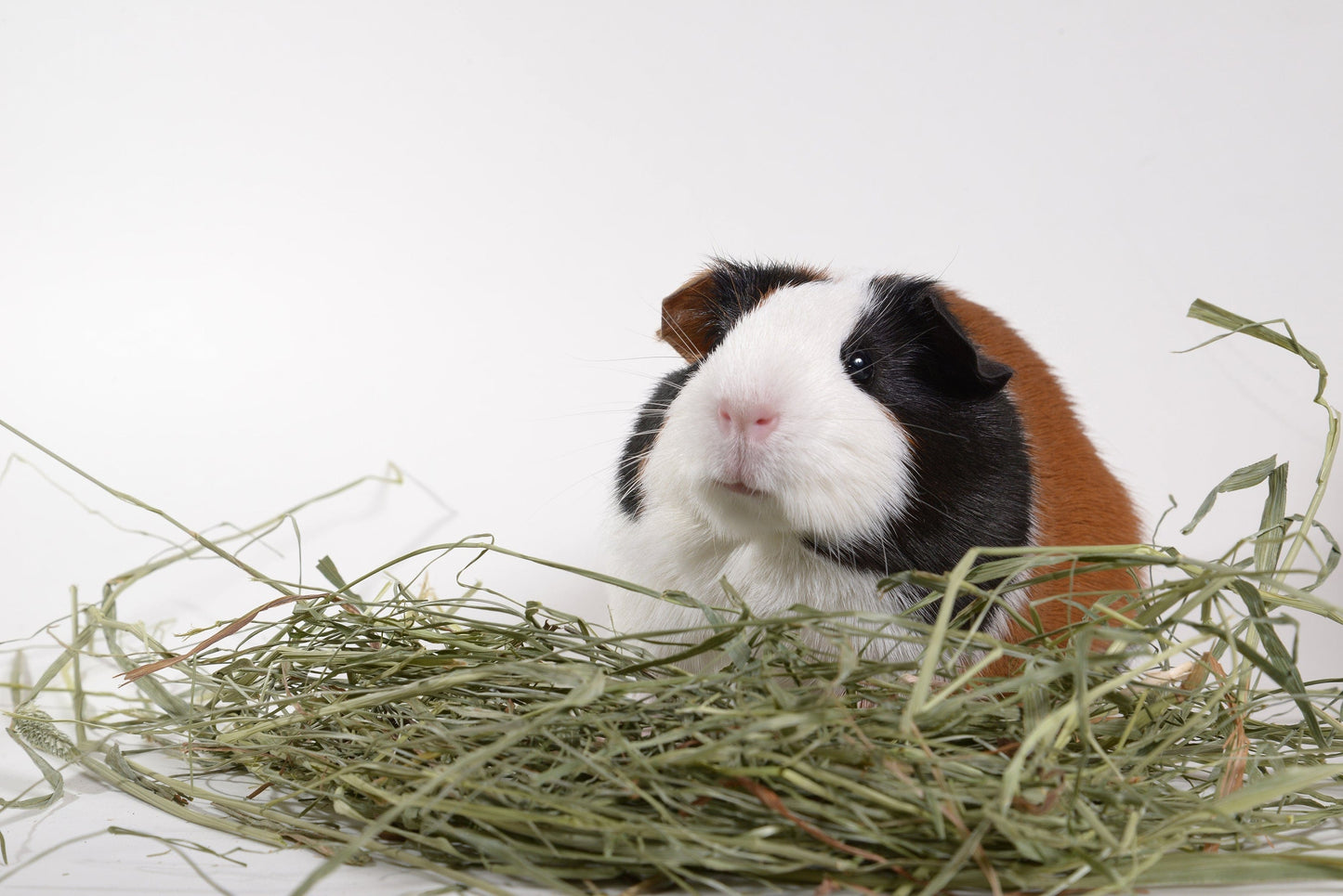 Healthy Timothy grass pellets – small pet nutrition
