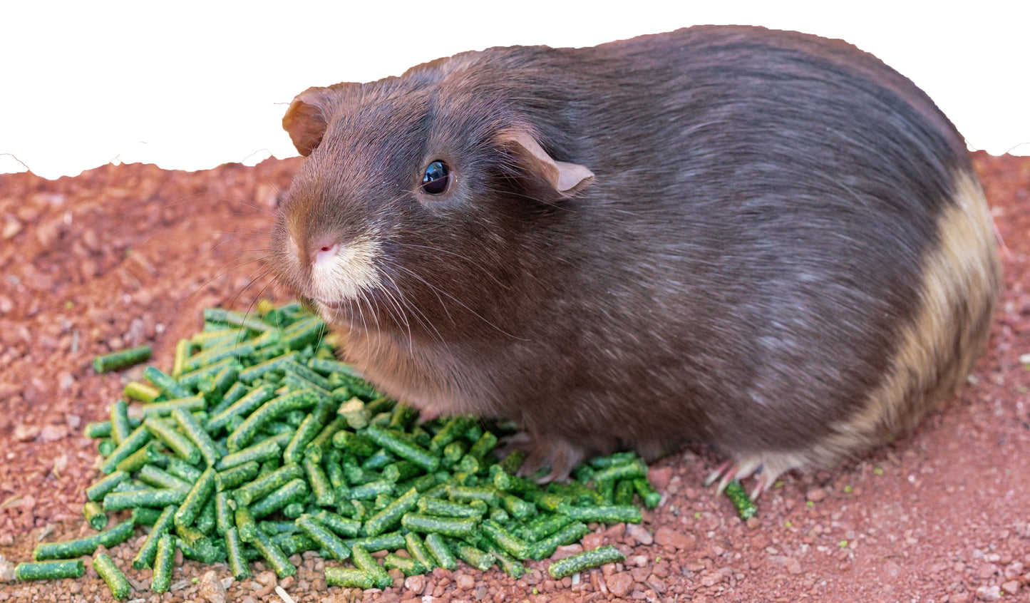 Guinea pig eating pellets