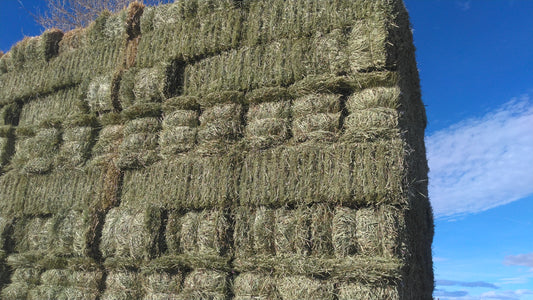 What are the differences between 1st Cut Timothy Hay, 2nd Cut Timothy Hay, Orchard Grass, and Alfalfa?