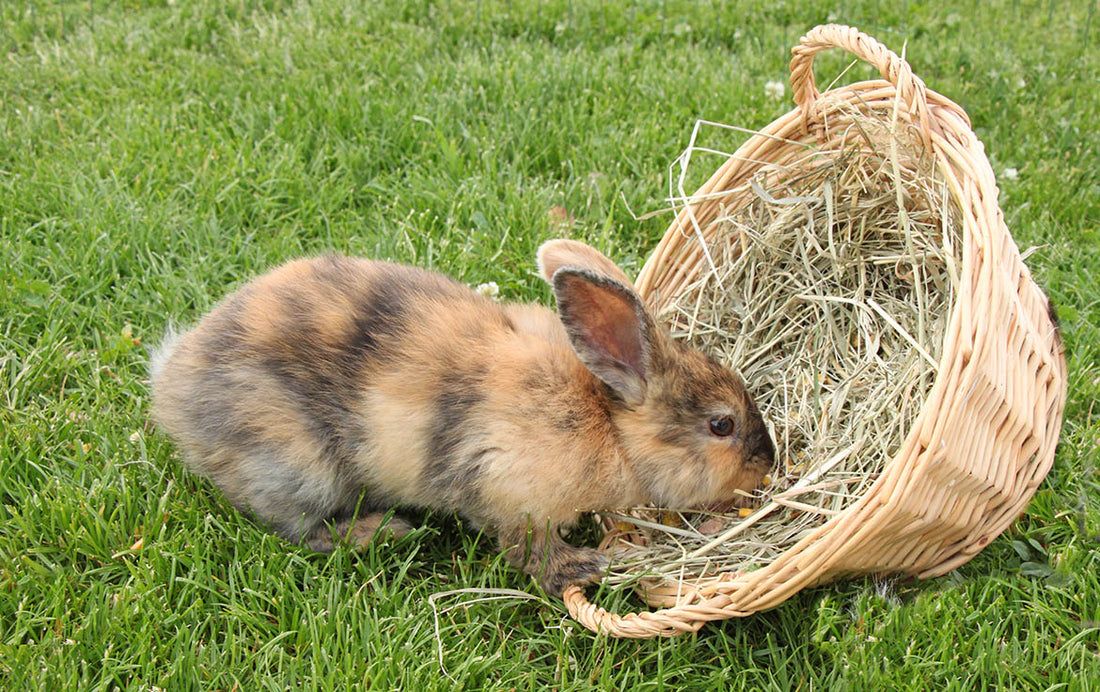 Best Hay