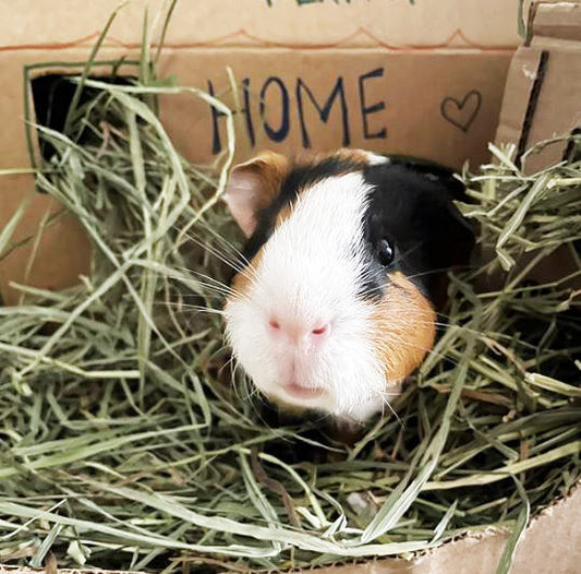 Learn About Feeding Your Small Pets