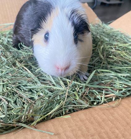 Which hay should I buy for my small pet?