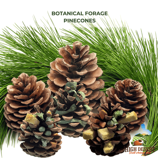 Botanical Forage Pinecones