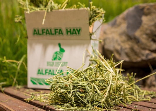 Bag of alfalfa hay with hay on a wooden surface outdoors