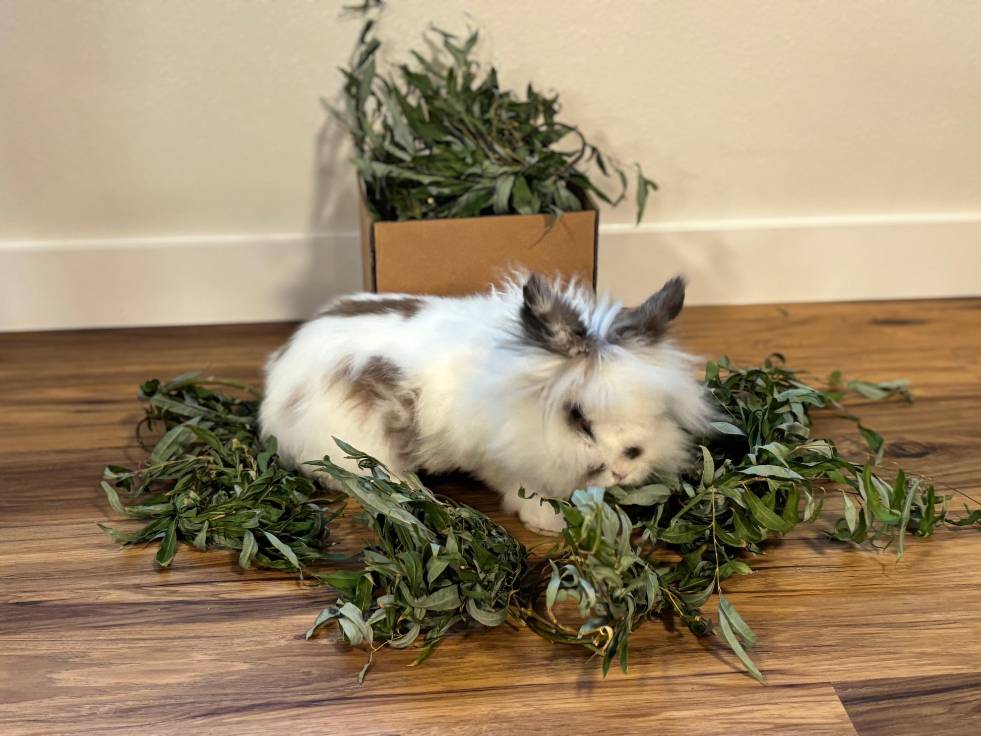 Fresh willow branch chew – chemical-free small animal treat