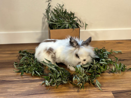 Fresh willow branch chew – chemical-free small animal treat