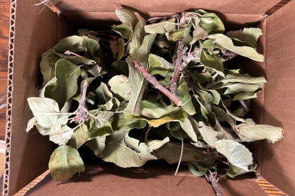 Apple Sticks with Leaves Perfect for Rabbits, Guinea Pigs & Small Pets