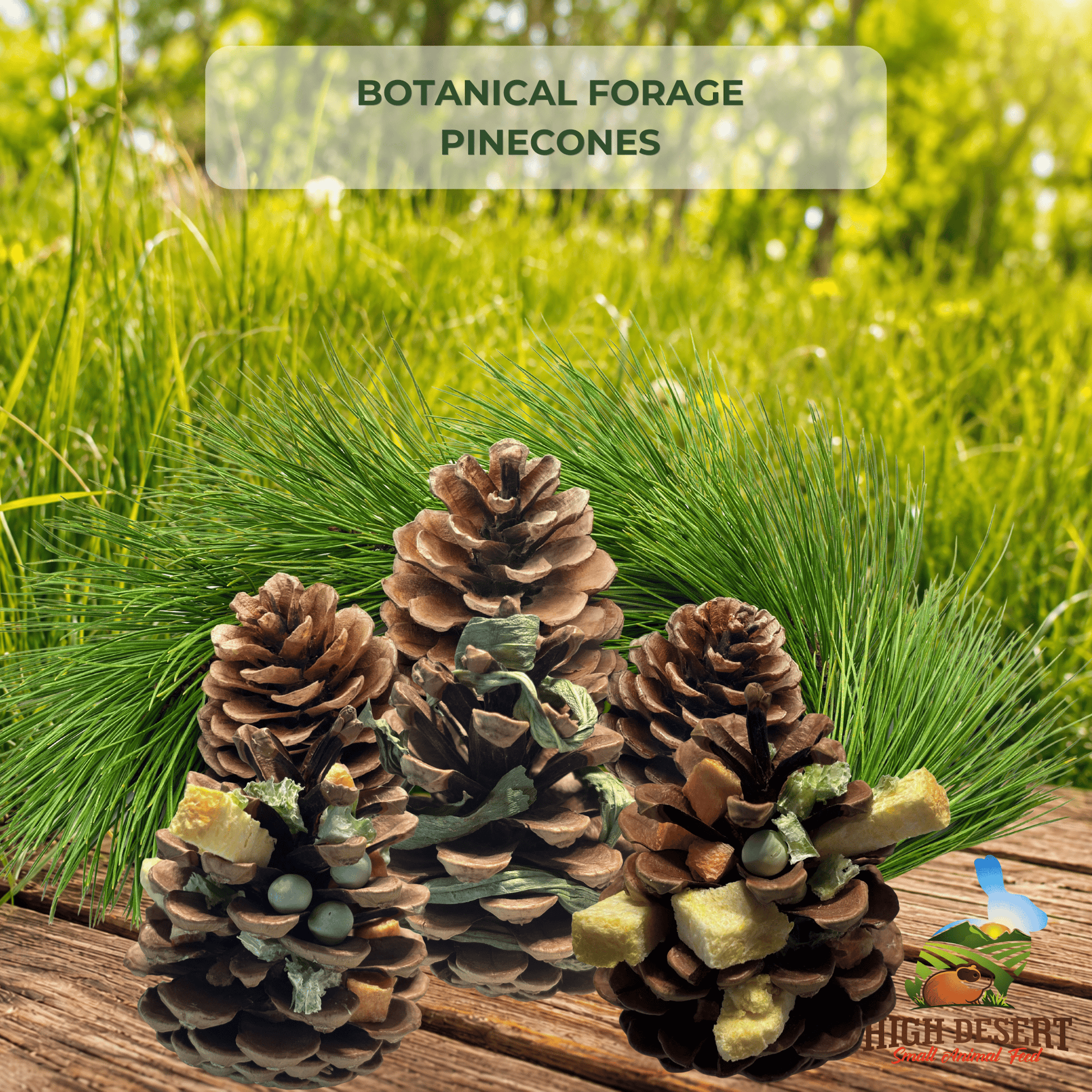  Forage Pinecones