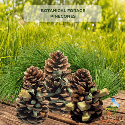  Forage Pinecones