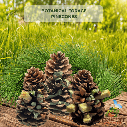  Forage Pinecones